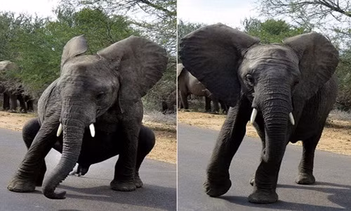 Voi con giận dữ nhảy “vũ điệu đuổi khách“