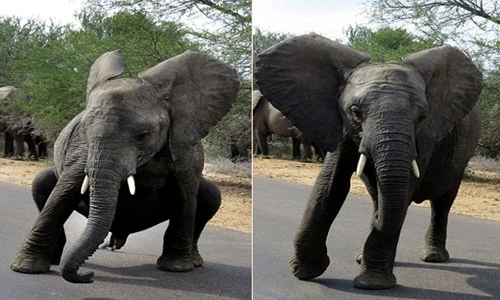 Voi con giận dữ nhảy “vũ điệu đuổi khách“