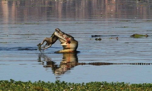 Ngoạn mục khoảnh khắc cá sấu nuốt chửng chuột túi wallaby