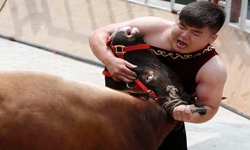 Kinh hoàng xem võ sĩ bẻ sừng bò tót
