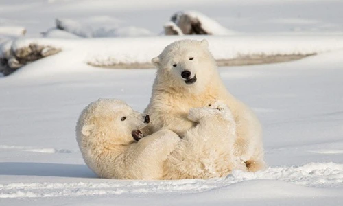 Thích mê cảnh anh em gấu Bắc cực vui vẻ trên tuyết