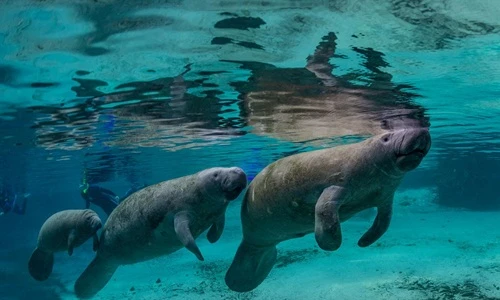 Khoảnh khắc đáng yêu của những “nàng tiên cá” tròn quay