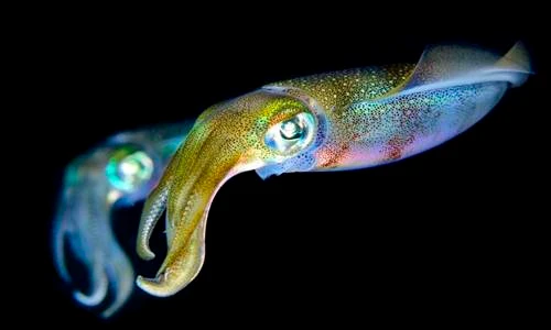 Ngỡ ngàng vẻ đẹp của những quái vật biển sâu