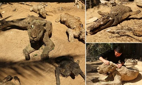 Kinh hoàng xác ướp động vật la liệt tại sở thú