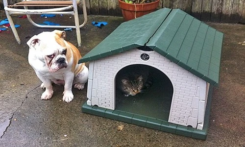 Những hình ảnh chứng minh chó là nô lệ của mèo 