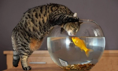 Mê mẩn những nụ hôn động vật lãng mạn nhất