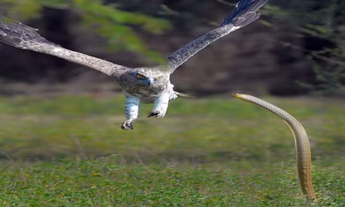 Rợn người xem rắn hổ mang và đại bàng "đánh đấm"