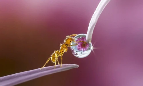 Ảnh cận cảnh thế giới động vật cực ấn tượng