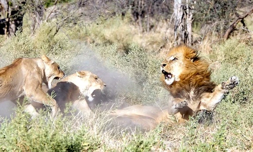 Bỏ nhà đi bụi, sư tử đực quay về bị vợ "đánh túi bụi"