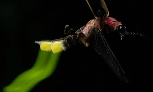 Ngỡ ngàng vẻ đẹp cực hiếm của những con đom đóm