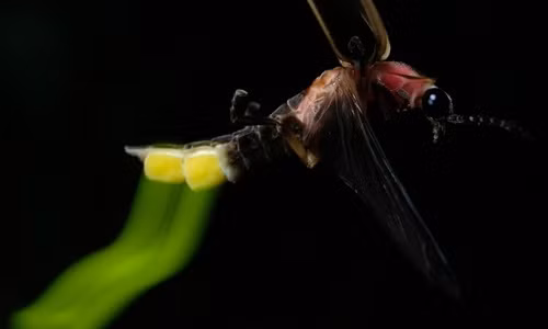 Ngỡ ngàng vẻ đẹp cực hiếm của những con đom đóm