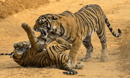 Hổ mẹ điên cuồng mắng mỏ các con ngay giữa đường