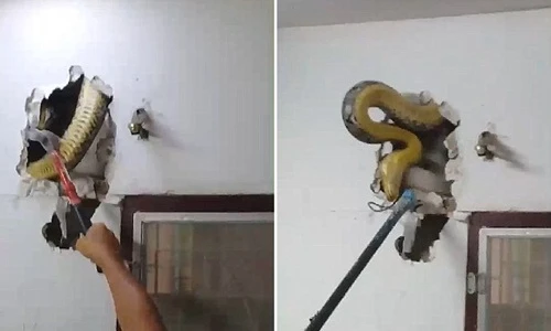 Nghe tiếng động lạ trong tường, kiểm tra phát hiện điều run sợ