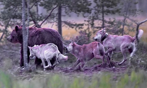 Cận cảnh gấu nâu đại chiến sói xám giành mồi