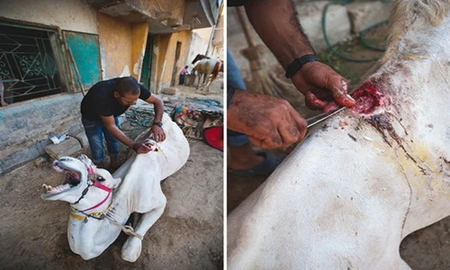 Cuộc sống kinh hoàng của ngựa và lạc đà Ai Cập 