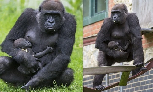 Lần đầu làm mẹ, khỉ đột hạnh phúc ôm cứng con không rời