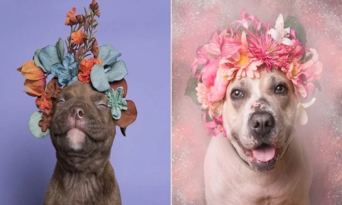 Ảnh đẹp mỹ miều của chó Pit bull mồ côi bên hoa