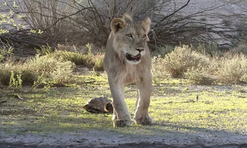 Xem sư tử "bó tay" khi rùa cố thủ trong mai cứng