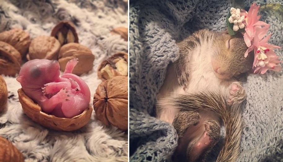 Hành trình sóc con mồ côi thành thú cưng yêu nhất thế giới