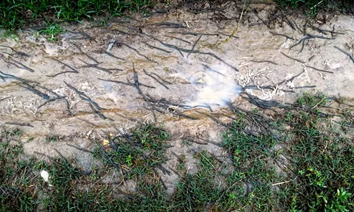 Ghê rợn cảnh hàng ngàn con giun bò lổm ngổm đầy đường