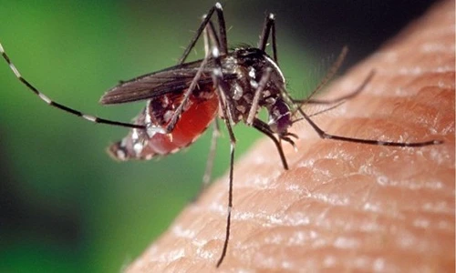 Những sinh vật biến đổi gen có thật gây sốc nhất