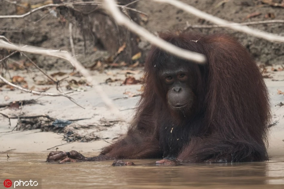 Đười ươi bàng hoàng, mãng xà "giãy dụa" vì... cháy rừng