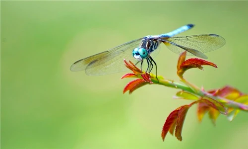 Bộ mặt thật tàn độc của gã công tử chuồn chuồn xanh