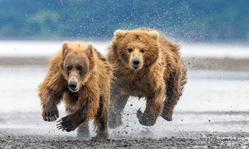 Cuộc sống kịch tính của mẹ con gấu nâu hoang dã