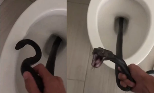 Vội đi vệ sinh, người phụ nữ kinh hoàng khi đụng độ “quái thú“