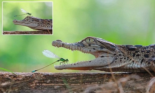Kịch tính chuồn chuồn kim thám hiểm hàm cá sấu