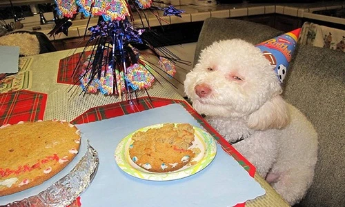 "Ghen tỵ" những động vật có sinh nhật xịn hơn cả người