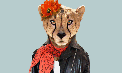 Ảnh độc: Khi động vật ăn diện thời trang hơn cả con người