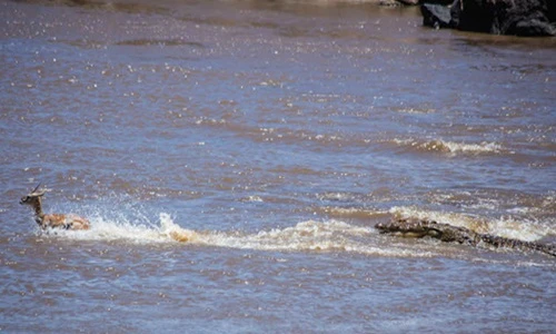 Linh dương cả tin chết thảm dưới hàm cá sấu mưu mô