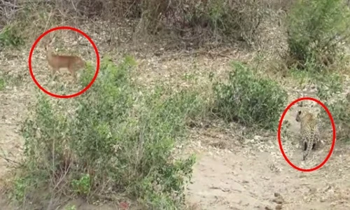 Tận mục màn săn mồi ngoạn mục của báo gấm 