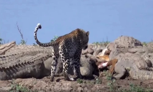 Ảnh: Báo hoa mai tranh cướp thịt của cả bầy cá sấu