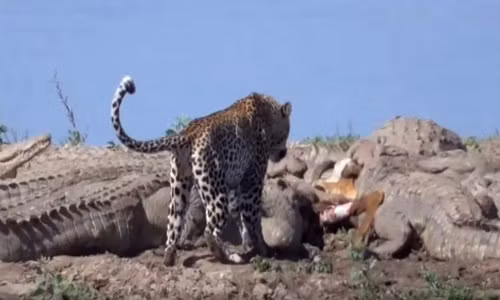 Ảnh: Báo hoa mai tranh cướp thịt của cả bầy cá sấu 