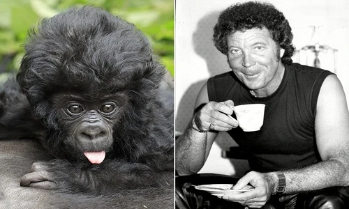 "Điêu đứng" vì khỉ con tóc xoăn đẹp trai như ca sĩ 