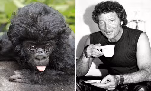 "Điêu đứng" vì khỉ con tóc xoăn đẹp trai như ca sĩ 