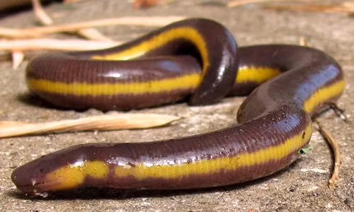 Loài ếch giun nửa giun nửa rắn "ghê rợn" ở Việt Nam