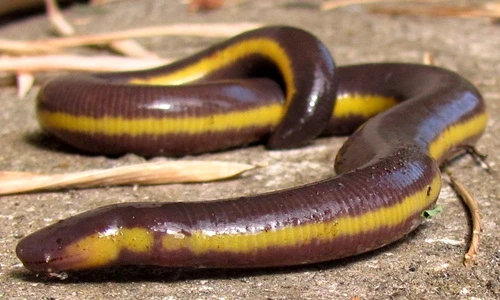 Loài ếch giun nửa giun nửa rắn "ghê rợn" ở Việt Nam