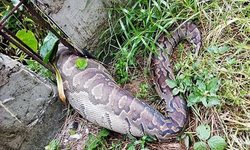 Những cái chết "ngu" không tả nổi của trăn khổng lồ