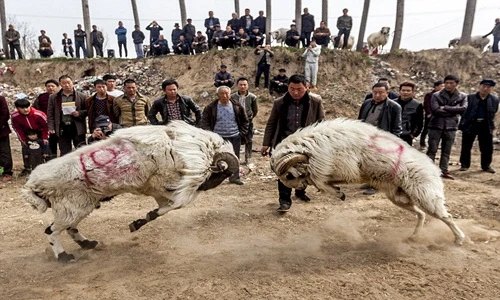 Kinh hoàng cảnh chọi cừu đầy máu me