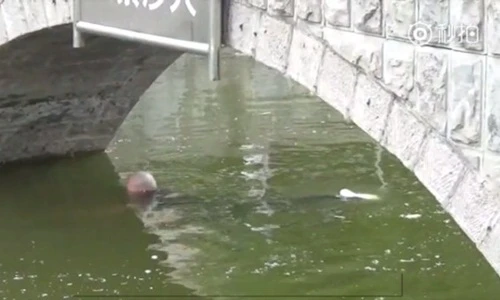 Chuyện lạ hôm nay: Bi hài muốn tự tử mà không tài nào chết nổi