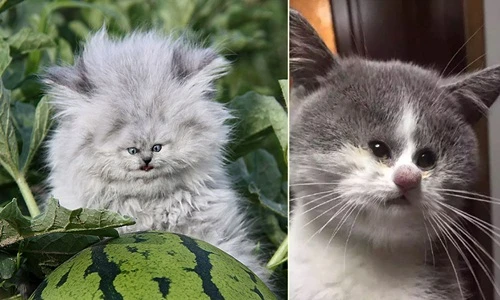 Giật mình những con mèo bị thu nhỏ đôi mắt