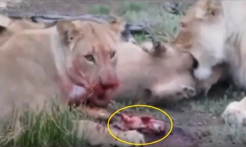Sốc cảnh sư tử mổ bụng lợn rừng mẹ mang thai