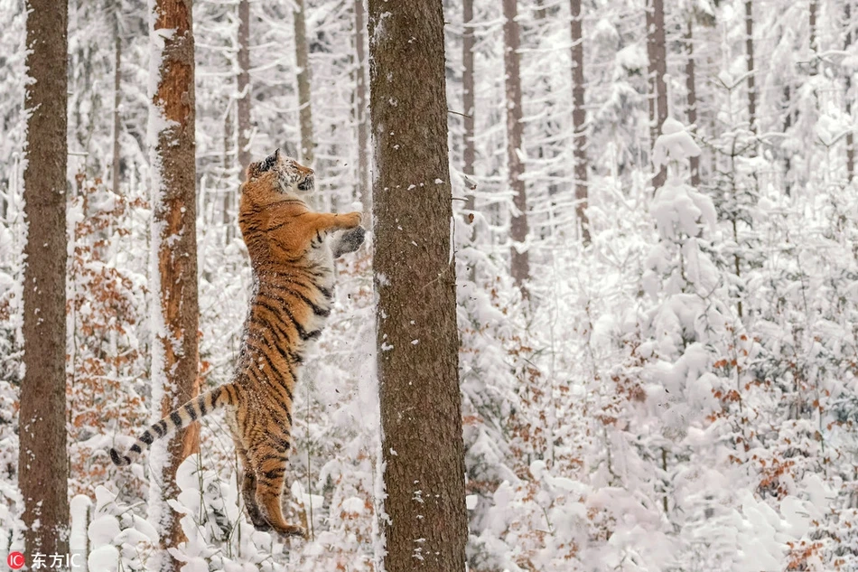 Hổ vằn thích thú, đùa nghịch như đứa trẻ khi thấy tuyết rơi