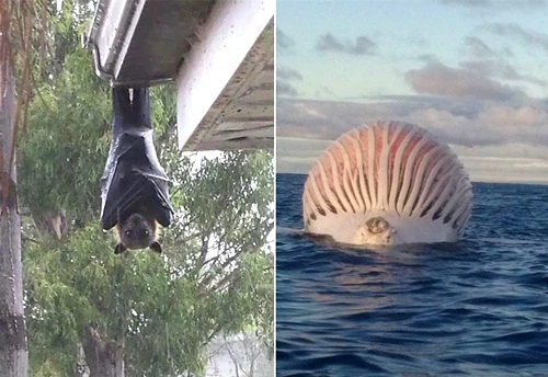 Khiếp đảm những cảnh tượng độc lạ, chỉ Australia mới có