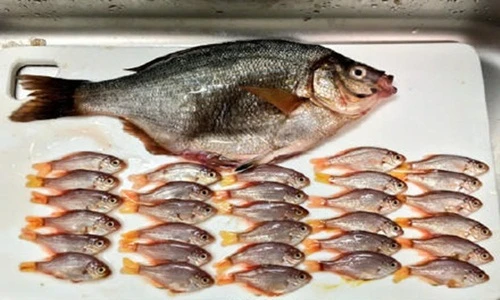 Bi thảm cá chép biển mẹ bị mổ bụng lấy cá con 