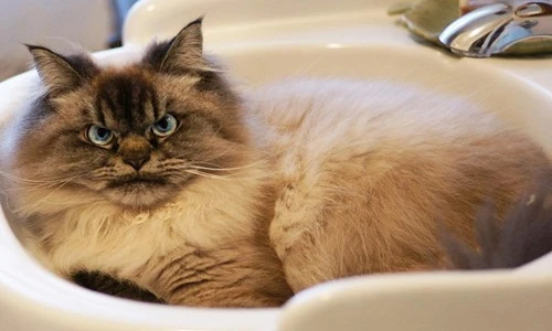 Khuôn mặt cau có, nhưng không ai không yêu chú mèo này