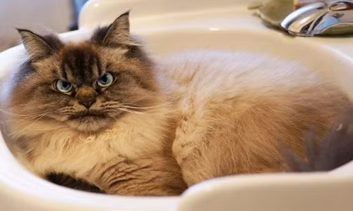 Khuôn mặt cau có, nhưng không ai không yêu chú mèo này